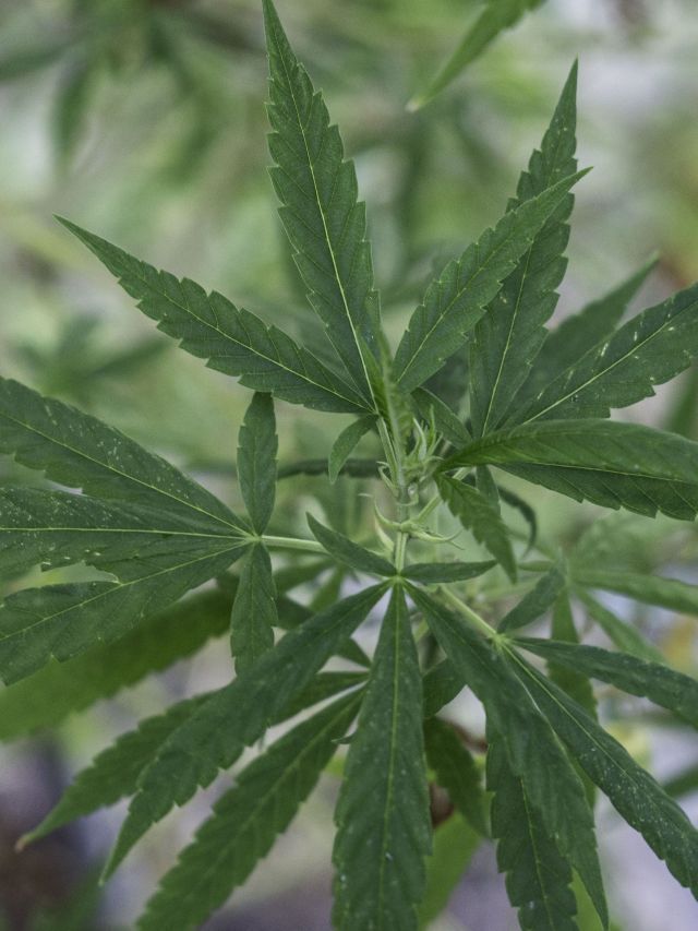 Estudo liga atendimento médico por uso de maconha a risco de demência
