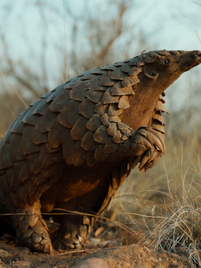 Conheça a vida secreta dos pangolins, animais mais traficados do mundo
