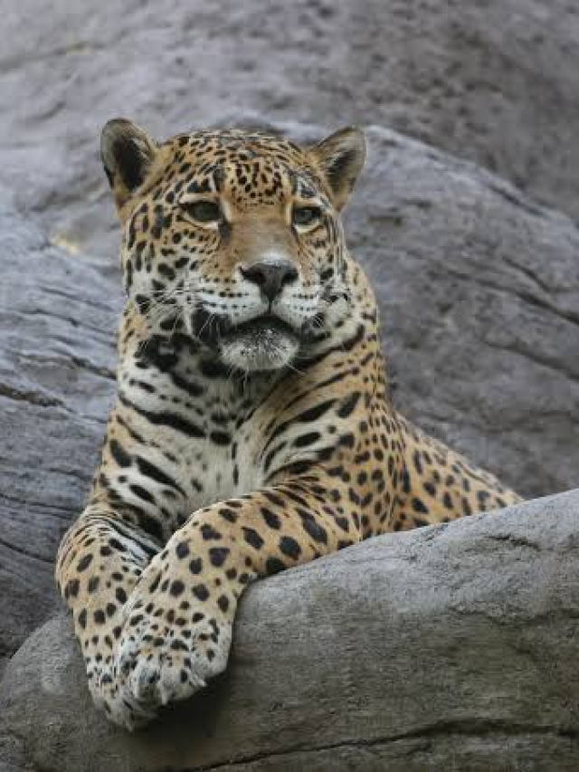Onça-pintada: animal não vê humano como presa natural, diz instituto